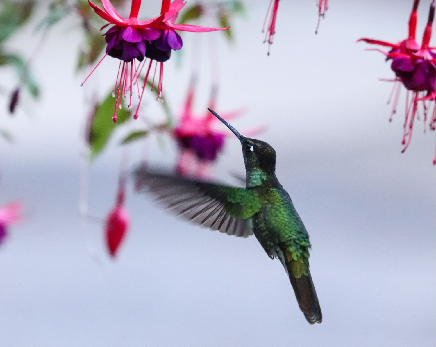 Green hummingbird flying amongst hanging fuchsias